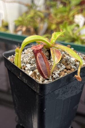 Close Up of Nepenthes hamata x edwardsiana | Andreas Wistuba | AW-17 | H22750