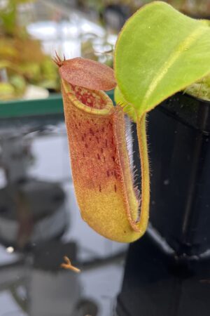 Close Up of Nepenthes (lowii x truncata) x (burbidgeae x lowii) | Andreas Wistuba | AW-ISC | IN22497