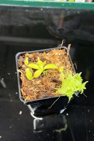 Close Up of Nepenthes mollis x diabolica #1 | MKS | Florae | Clone 1 | Florae Collaborative | FC-440.01 | H22671