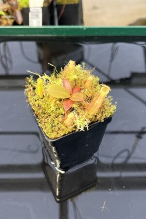 Close Up of Nepenthes platychila x palawanensis | PT | Florae | Florae Collaborative | FC-347.01 | H22417