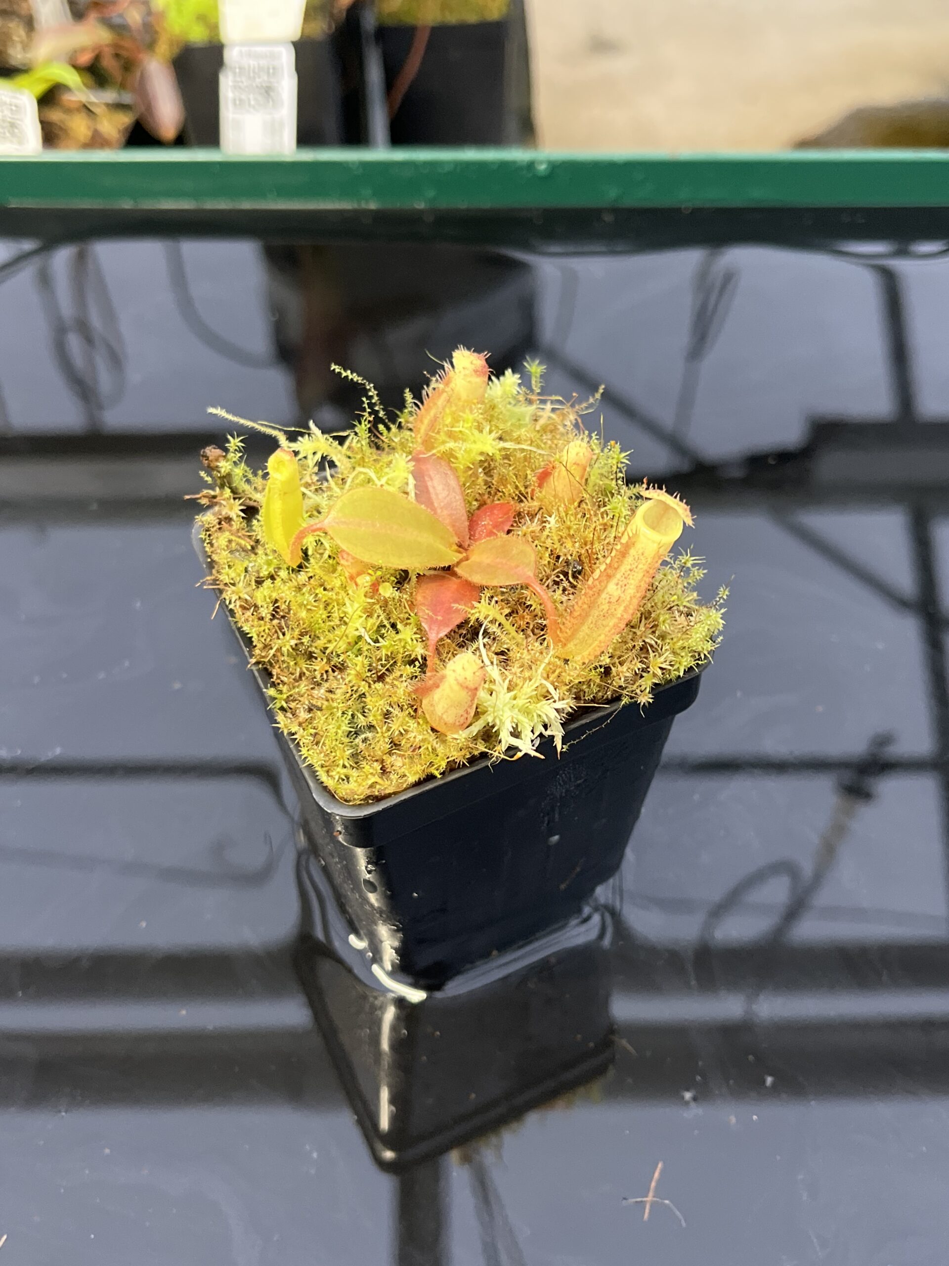 Close Up of Nepenthes platychila x palawanensis | PT | Florae | Florae Collaborative | FC-347.01 | H22417