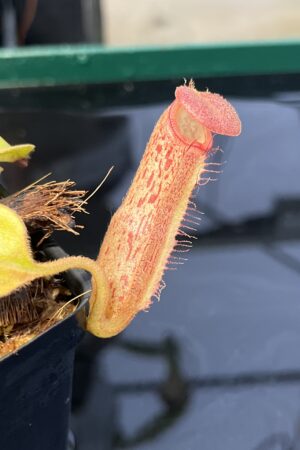 Close Up of Nepenthes robcantleyi x klossii | Borneo Exotics | BE-4549 | H22419