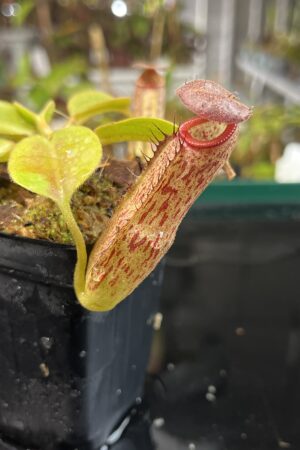 Close Up of Nepenthes robcantleyi x klossii | Borneo Exotics | BE-4549 | H22669