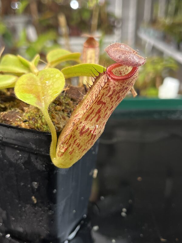 Nepenthes robcantleyi x klossii | Borneo Exotics | BE-4549