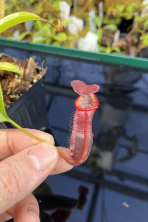 Close Up of Nepenthes singalana x (burbidgeae x edwardsiana) | Borneo Exotics | BE-4558 | H22525