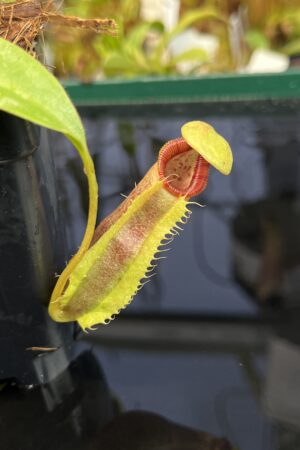 Close Up of Nepenthes singalana x ephippiata | Borneo Exotics | BE-4675 | H22526