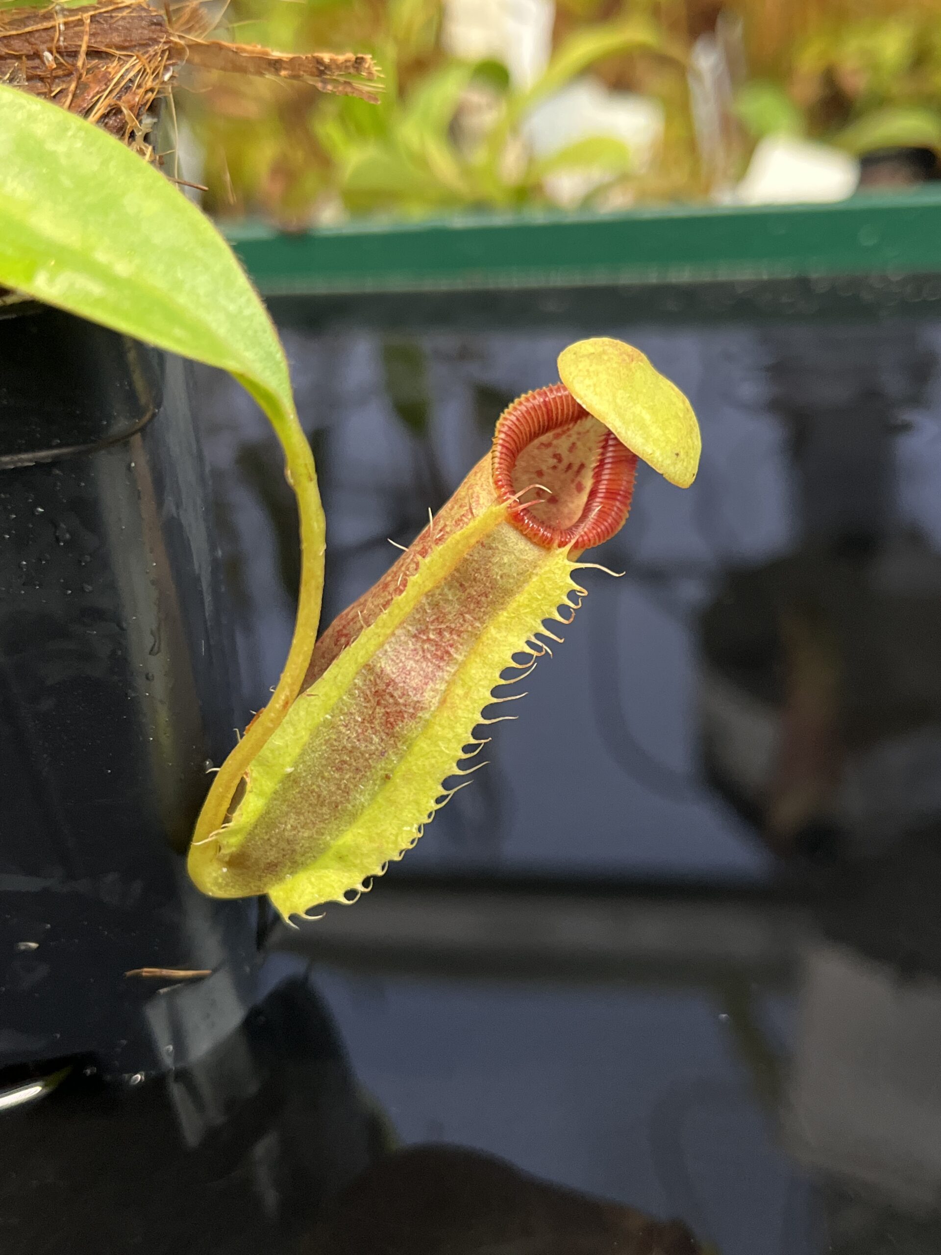 Close Up of Nepenthes singalana x ephippiata | Borneo Exotics | BE-4675 | H22526
