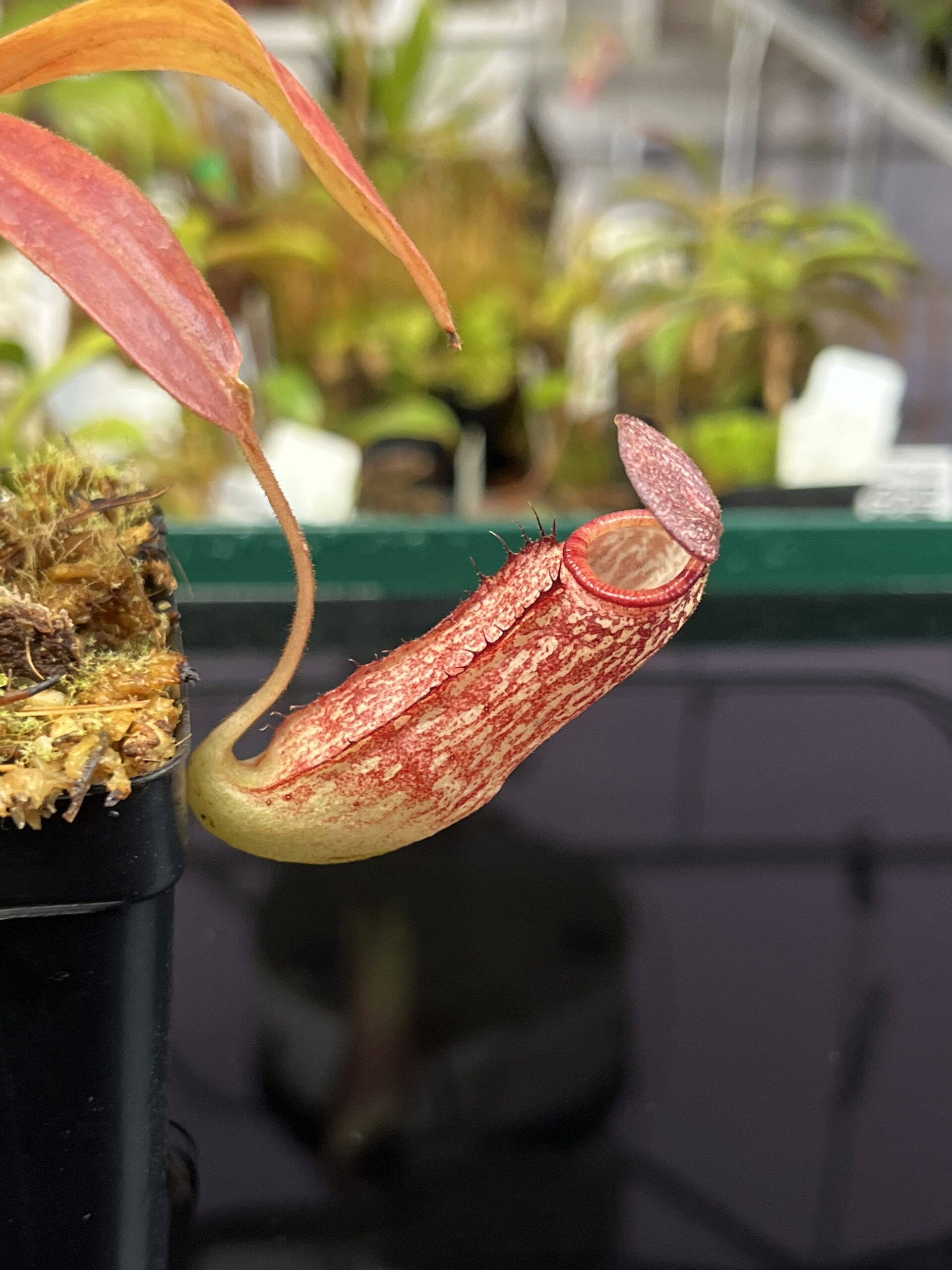 Close Up of Nepenthes spectabilis x klossii | Borneo Exotics | BE-4648 | H22755
