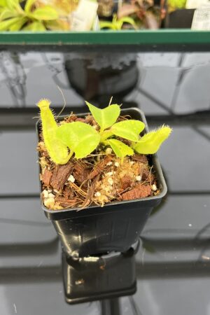 Close Up of Nepenthes truncata x mira | Best Carnivorous Plants | BCP-N351, M.S. | H22481