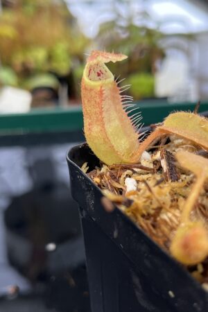 Close Up of Nepenthes truncata x peltata | Jeremiah Harris | JH-418.01 | IN22491