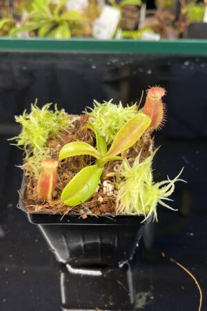 Close Up of Nepenthes undulatifolia x diabolica | Andreas Wistuba | AW-ISC | H22642