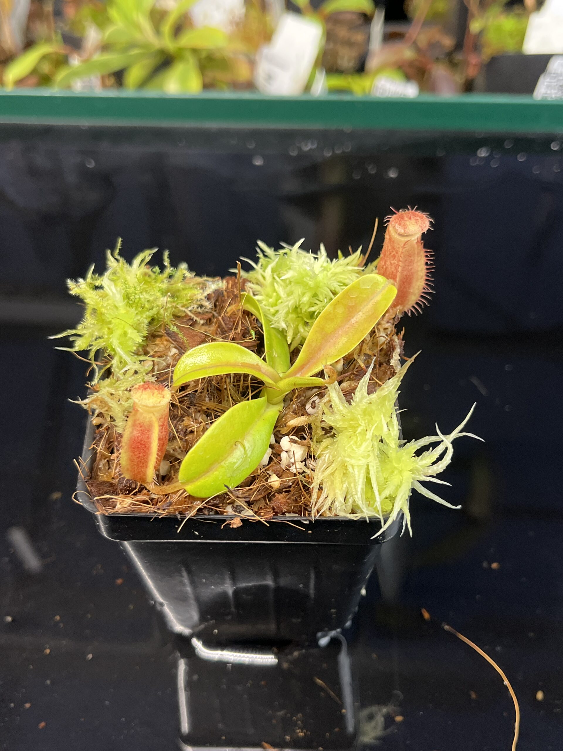Close Up of Nepenthes undulatifolia x diabolica | Andreas Wistuba | AW-ISC | H22642