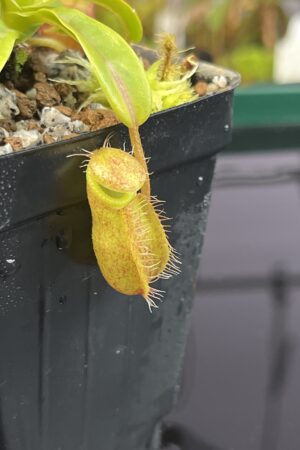 Close Up of Nepenthes undulatifolia x edwardsiana | Andreas Wistuba | AW-ISC | H22749