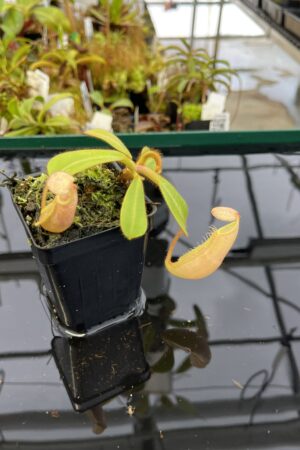 Close Up of Nepenthes veitchii | Borneo Exotics | BE-4033 | L22474