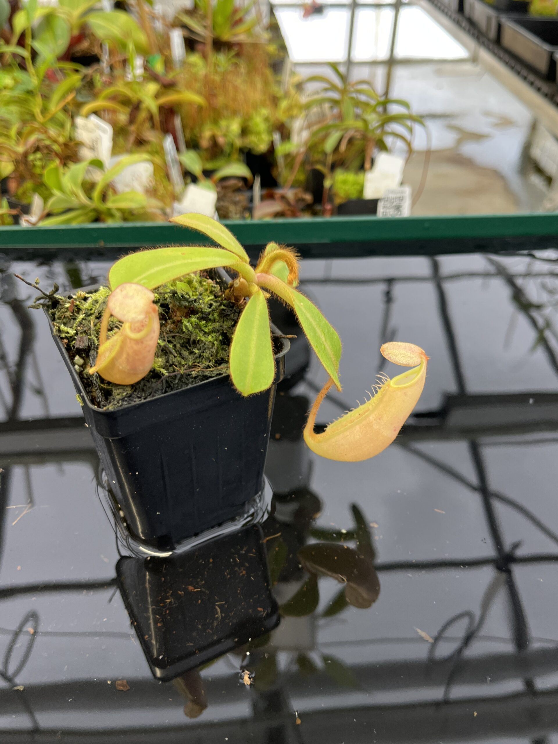 Close Up of Nepenthes veitchii | Borneo Exotics | BE-4033 | L22474