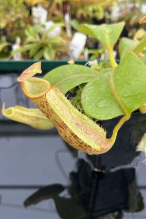 Close Up of Nepenthes veitchii long, striped x (truncata x spectabilis) | JH | Florae | Jeremiah Harris | JH-399.02 | IN22609