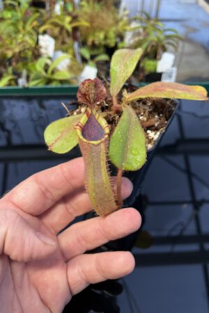 Close Up of Nepenthes (veitchii x platychila) x veitchii | Borneo Exotics | BE-4623 | IN22518