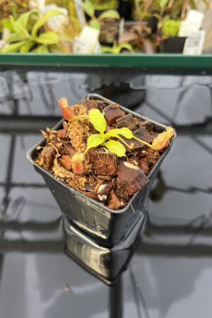 Close Up of Nepenthes villosa x (lowii x truncata) - giant | JH | Clone 5 | Jeremiah Harris | JH-321.05 | IN22479