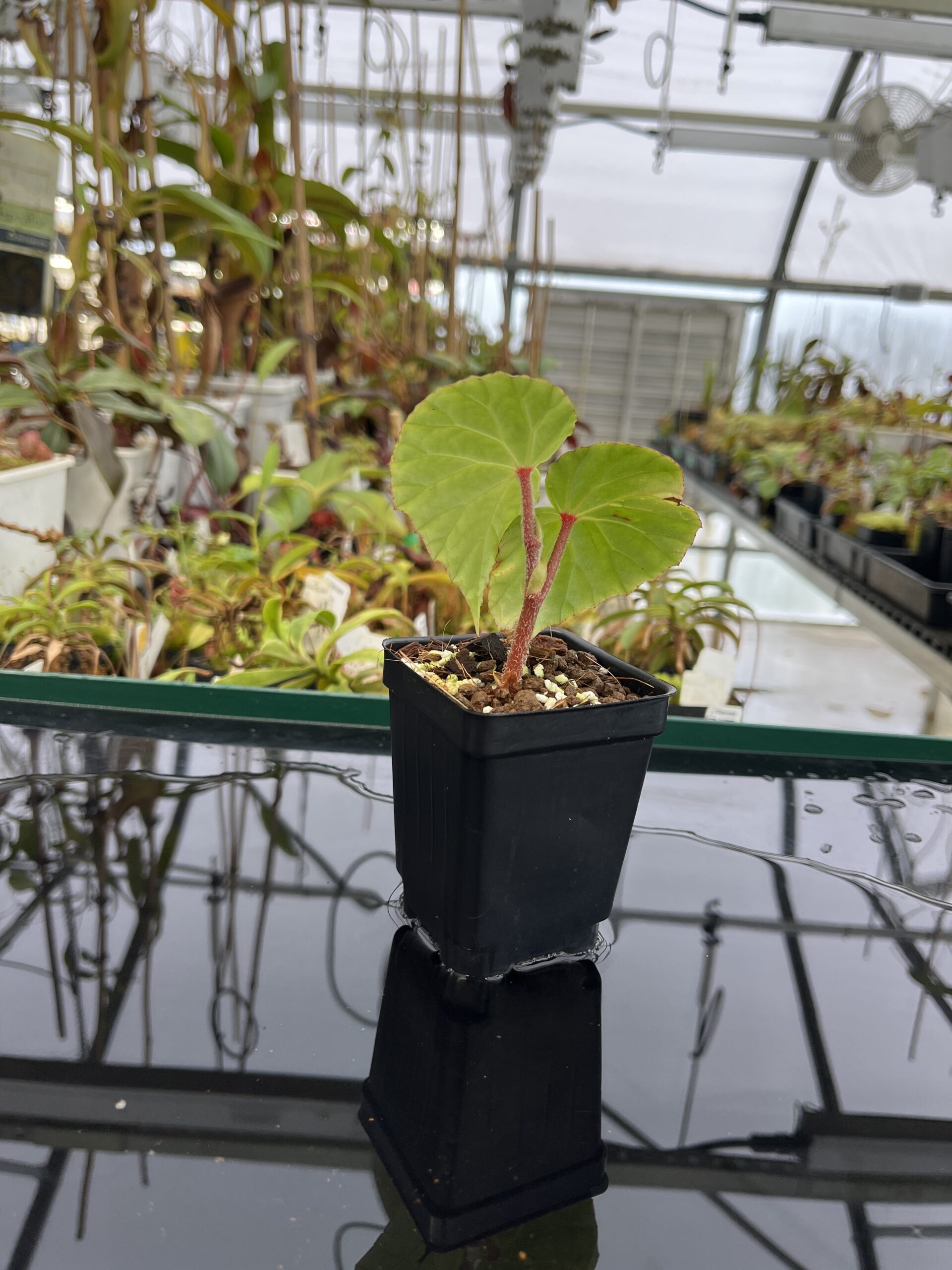 Wide Angle of Begonia sp Lidi (Indonesia) | Florae Collaborative | | IN22693