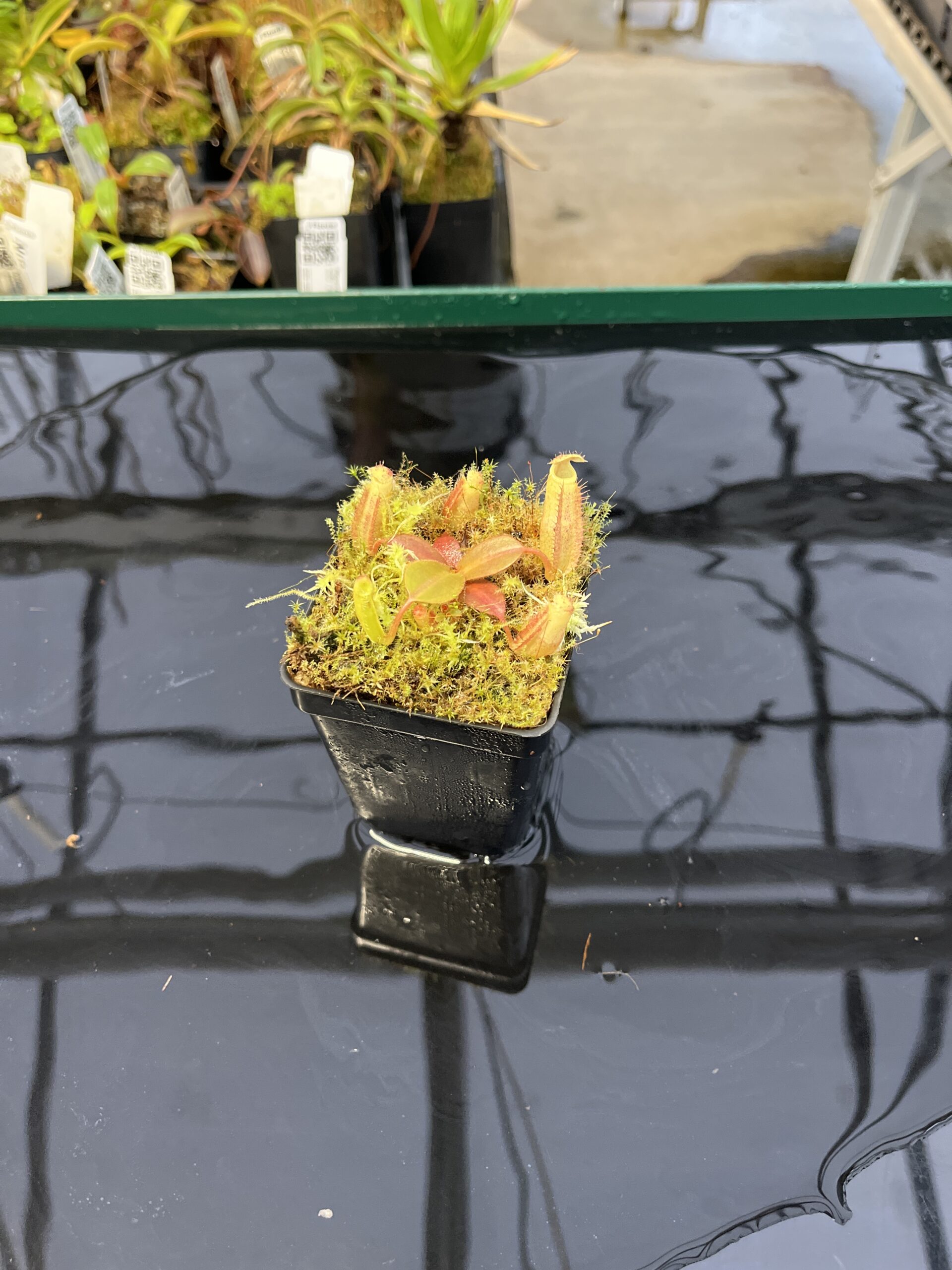 Wide Angle of Nepenthes platychila x palawanensis | PT | Florae | Florae Collaborative | FC-347.01 | H22417