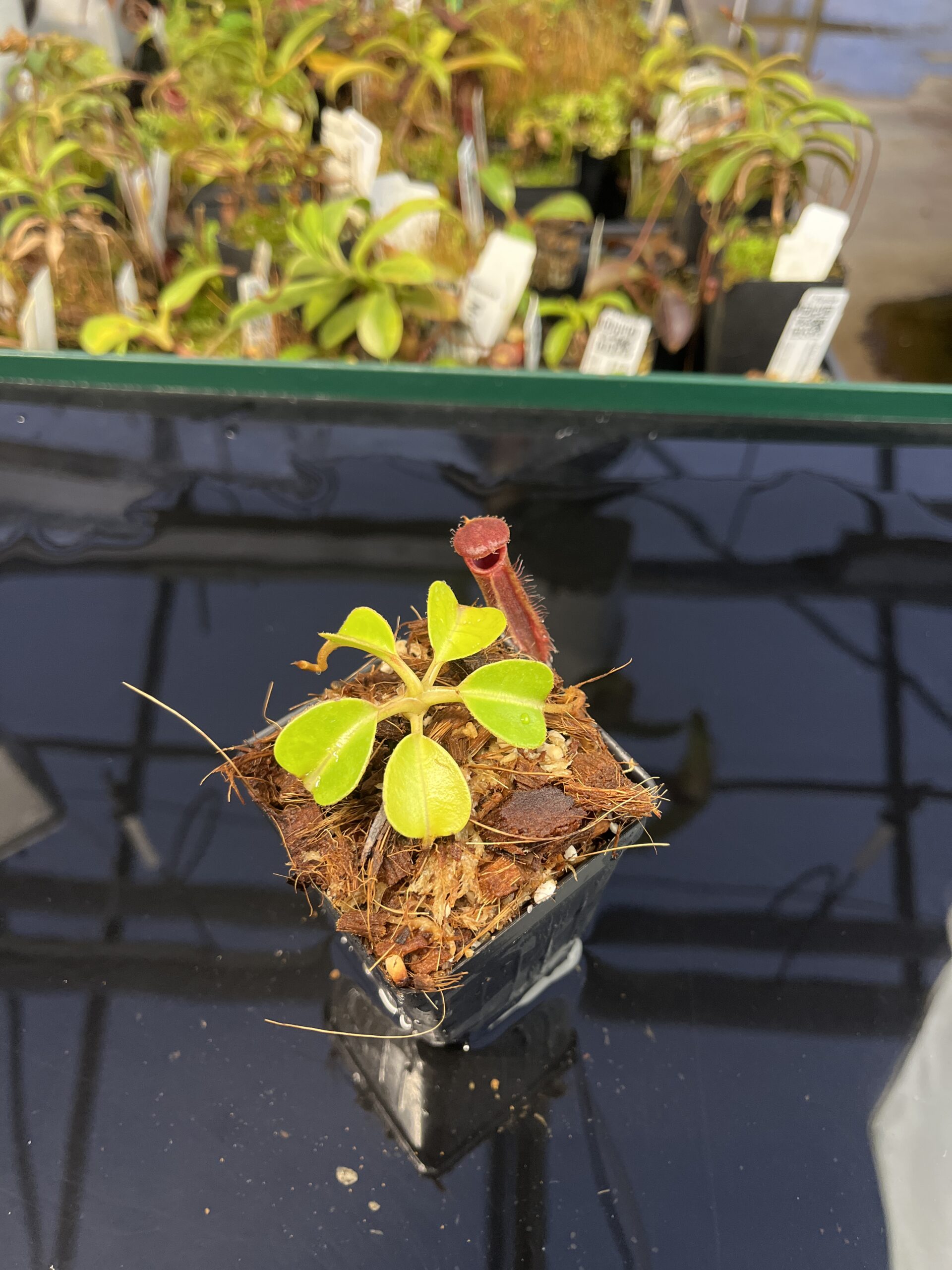 Wide Angle of Nepenthes robcantleyi x lowii | Borneo Exotics | BE-4640 | H22632