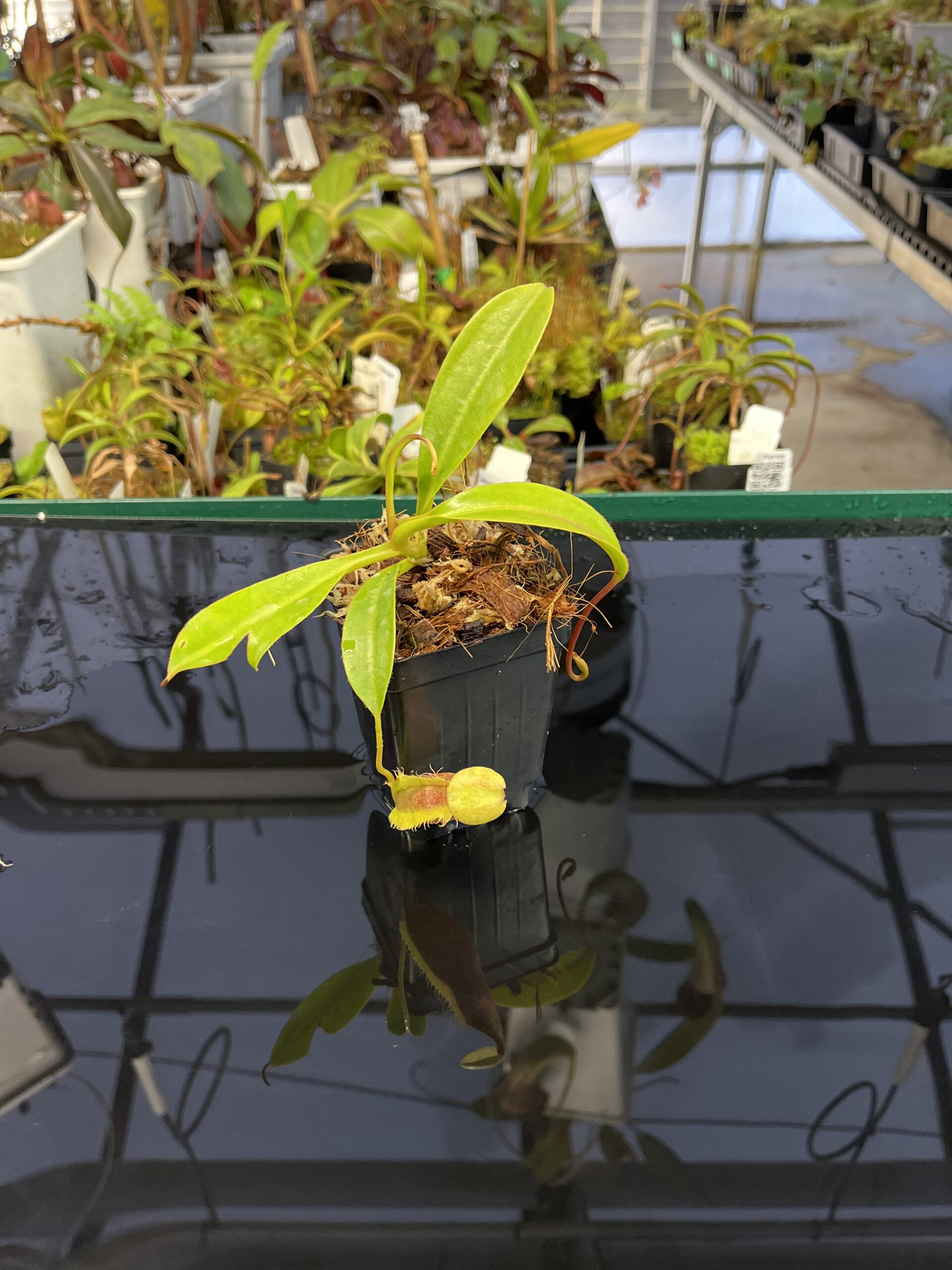 Wide Angle of Nepenthes singalana x ephippiata | Borneo Exotics | BE-4675 | H22526