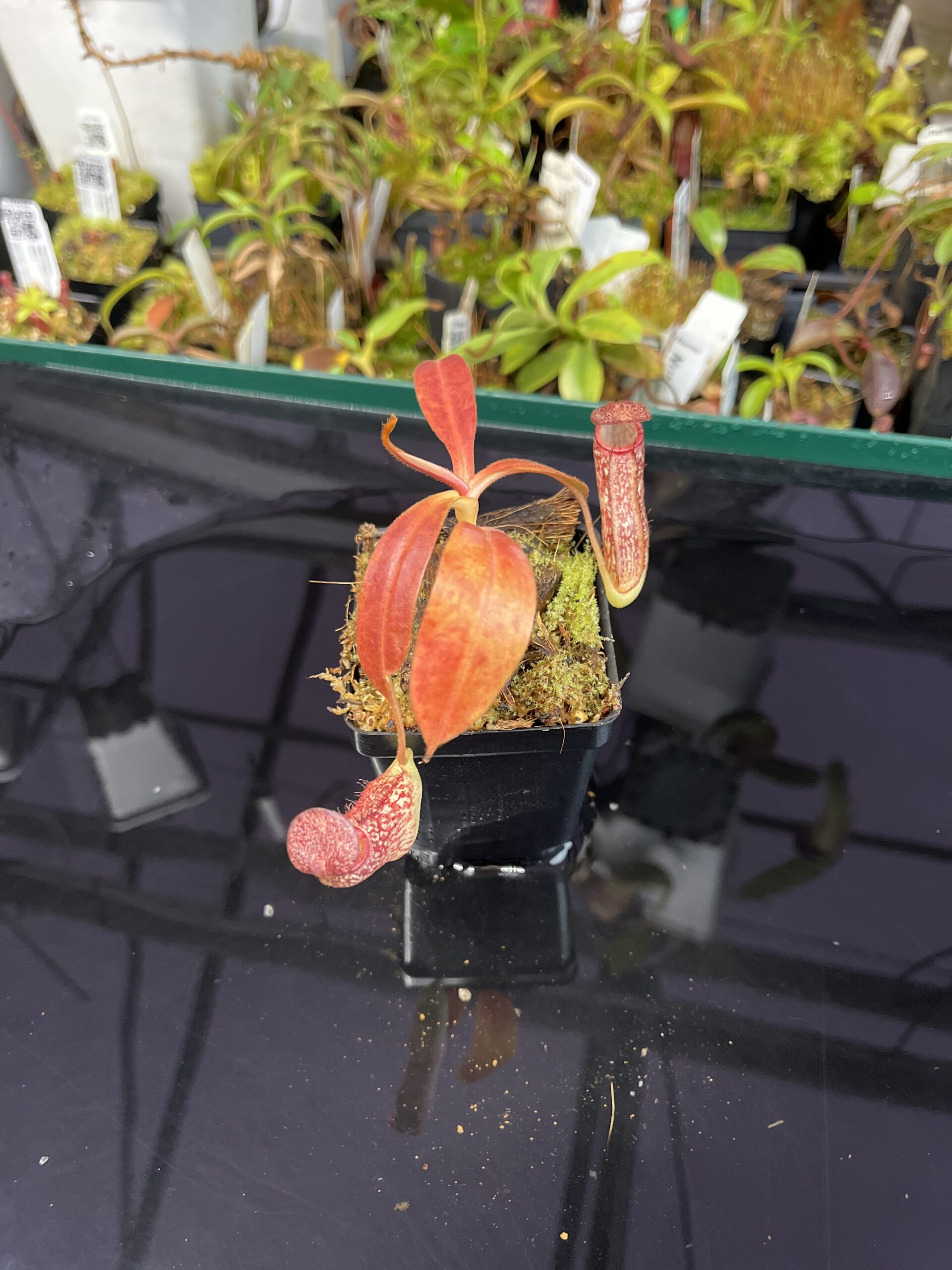 Wide Angle of Nepenthes spectabilis x klossii | Borneo Exotics | BE-4648 | H22755