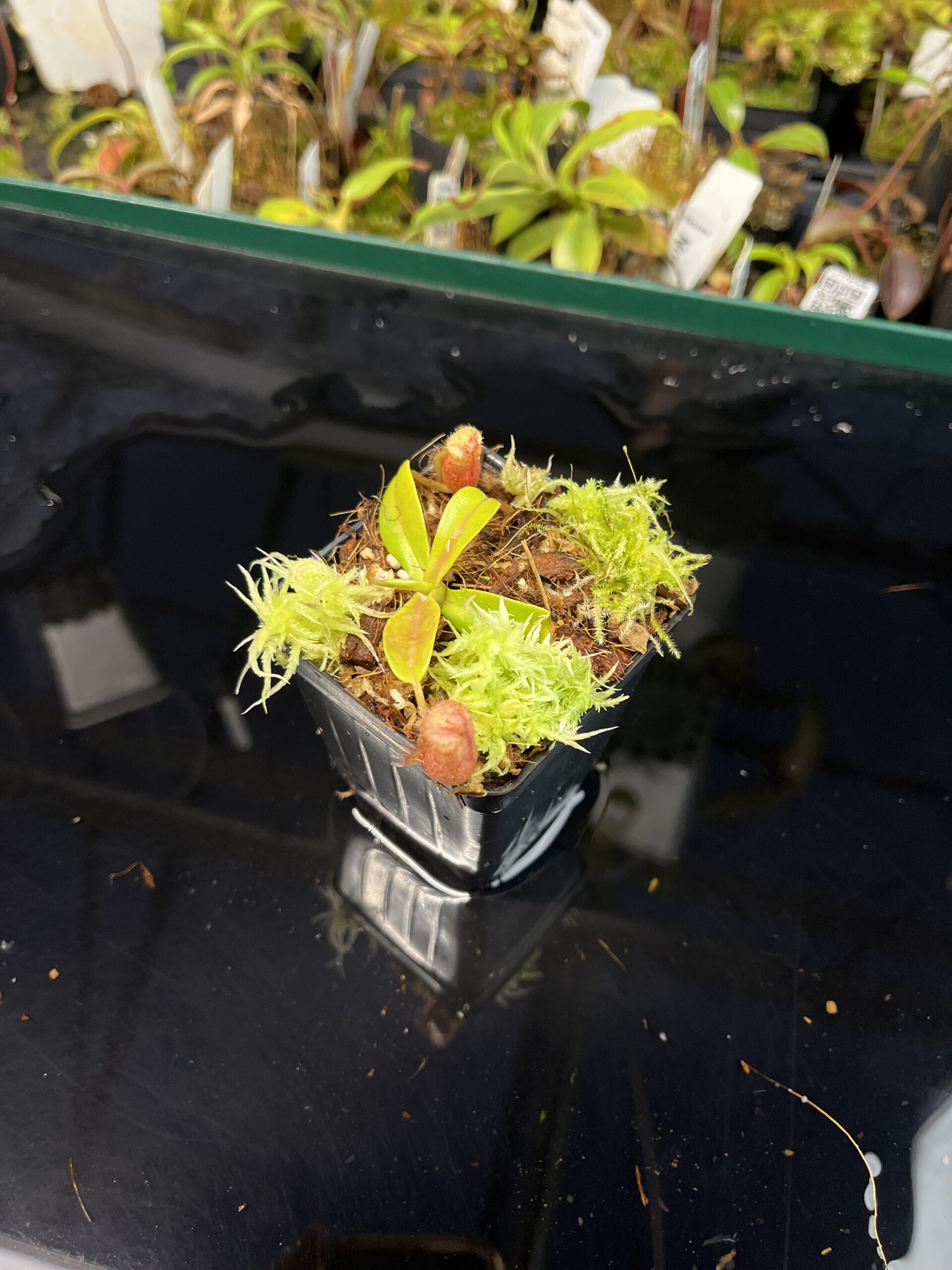 Wide Angle of Nepenthes undulatifolia x diabolica | Andreas Wistuba | AW-ISC | H22642