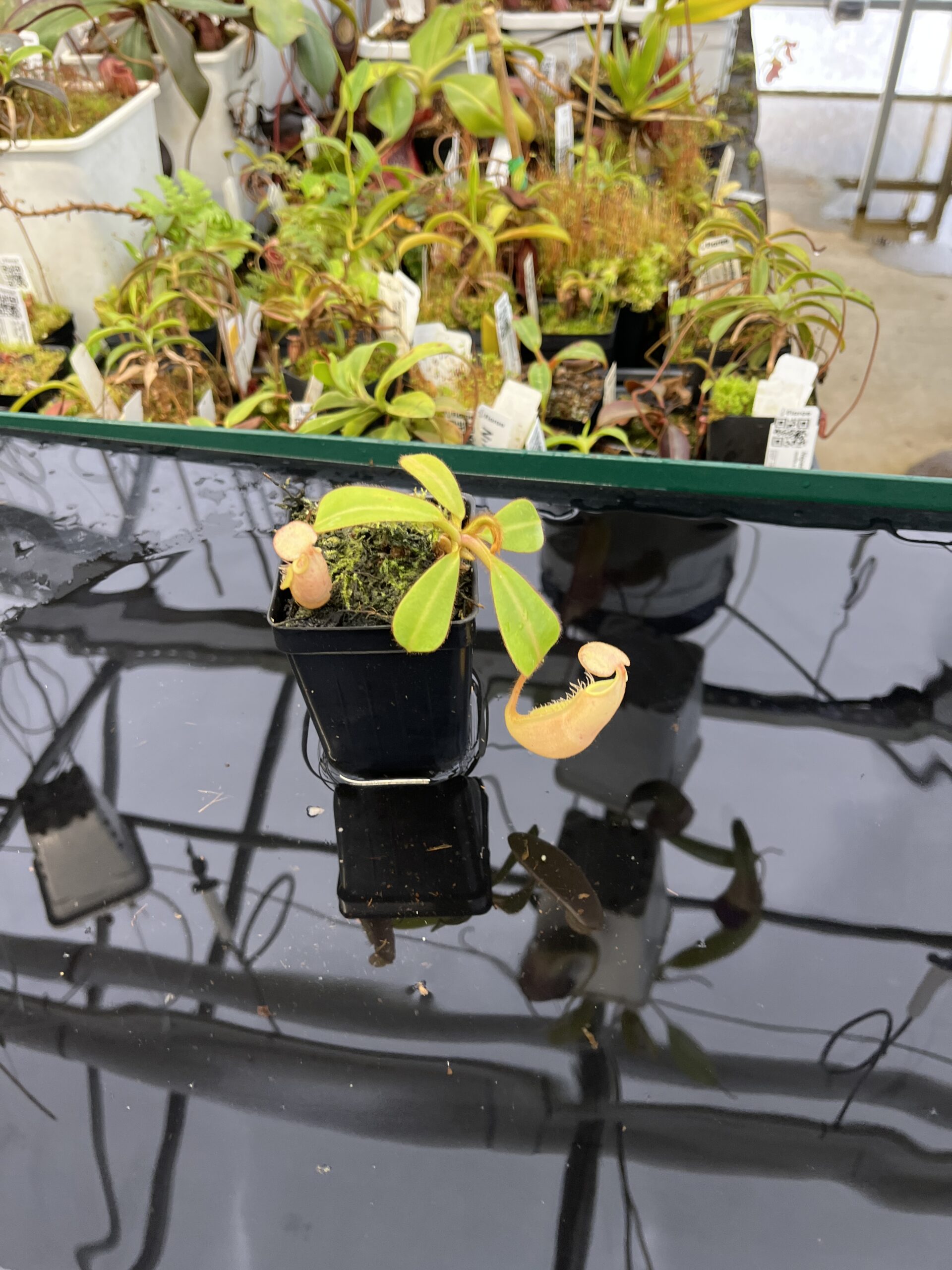 Wide Angle of Nepenthes veitchii | Borneo Exotics | BE-4033 | L22474