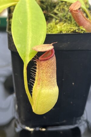 Close Up of Nepenthes Rokko EP x edwardsiana | Florae Collaborative | FC-202.01 | IN22764