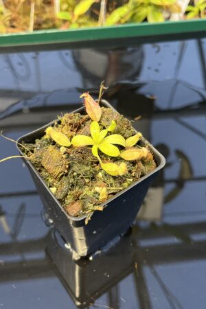 Close Up of Nepenthes Rokko EP x villosa | JH | Florae | Jeremiah Harris | JH-536 | IN23034