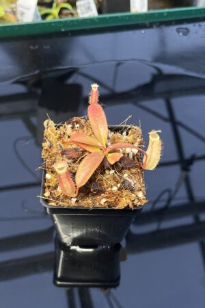 Close Up of Nepenthes 'Song of Melancholy' x peltata | JH | Jeremiah Harris | JH-410 | IN22774