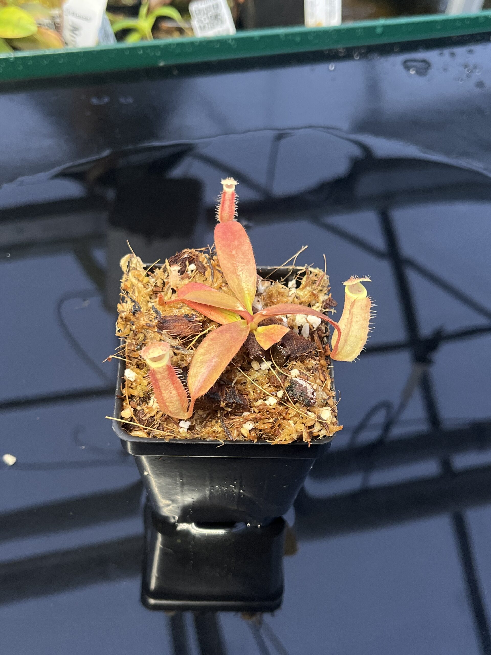 Close Up of Nepenthes 'Song of Melancholy' x peltata | JH | Jeremiah Harris | JH-410 | IN22774