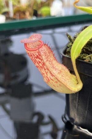 Close Up of Nepenthes albomarginata x klossii | Borneo Exotics | BE-4557 | IN22909
