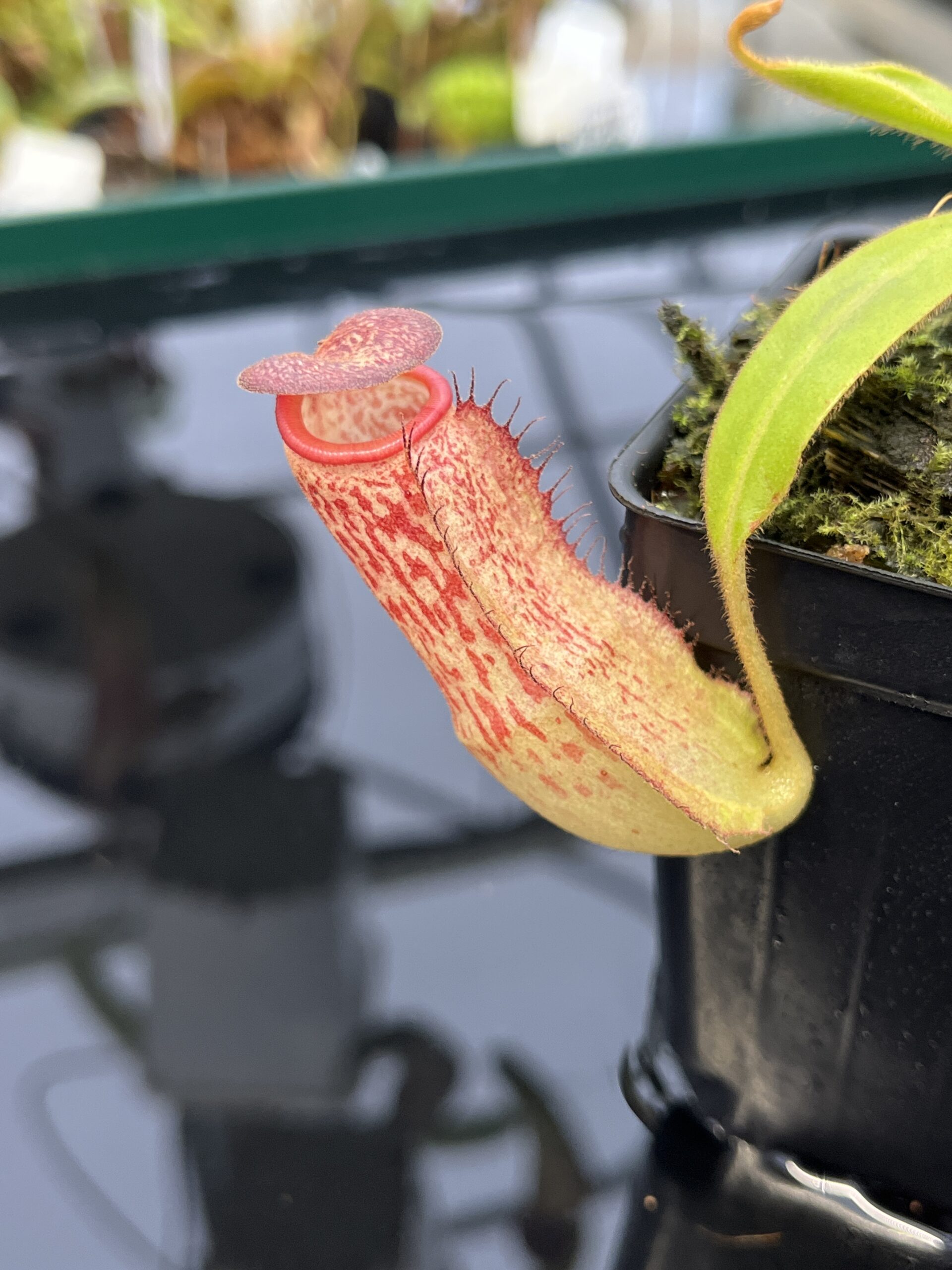 Close Up of Nepenthes albomarginata x klossii | Borneo Exotics | BE-4557 | IN22909