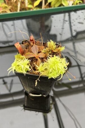 Close Up of Nepenthes attenboroughii x mollis | Andreas Wistuba | AW-ISC | H23126