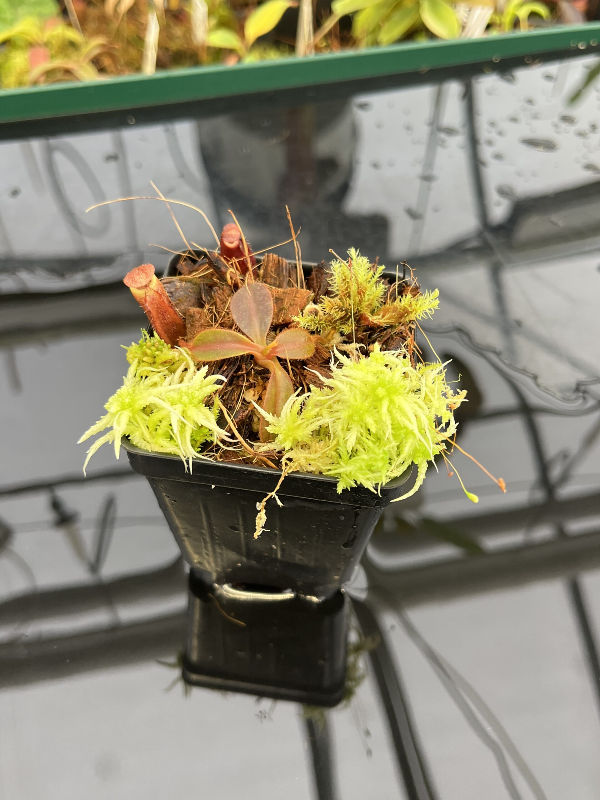 Close Up of Nepenthes attenboroughii x mollis | Andreas Wistuba | AW-ISC | H23126