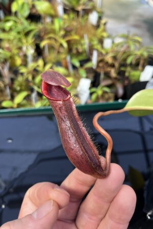 Close Up of Nepenthes boschiana x lowii | Borneo Exotics | BE-4067 | H22980