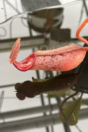 Close Up of Nepenthes boschiana x lowii | Borneo Exotics | BE-4067 | H23039