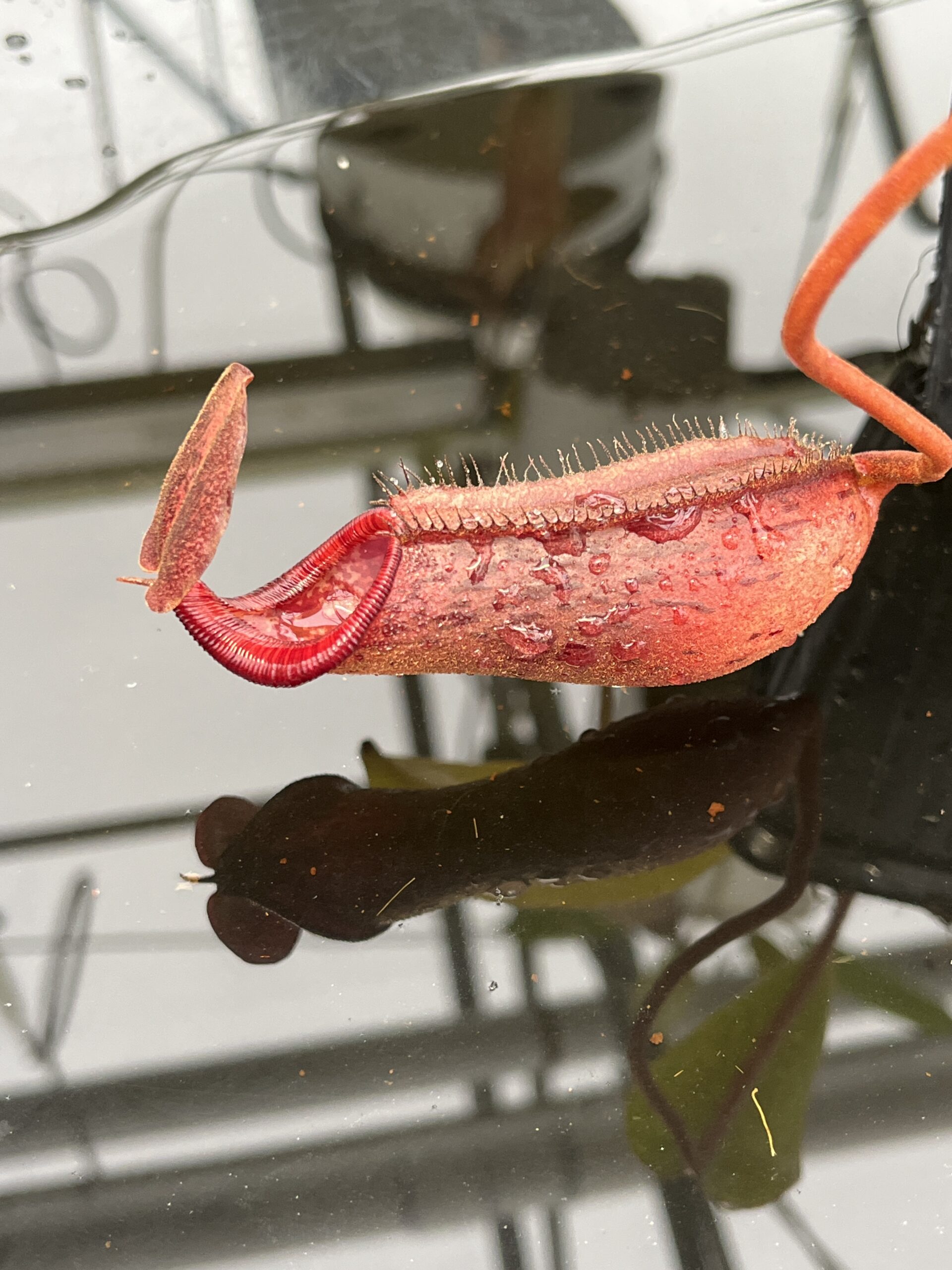 Close Up of Nepenthes boschiana x lowii | Borneo Exotics | BE-4067 | H23039