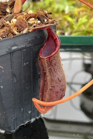 Close Up of Nepenthes boschiana x lowii | Borneo Exotics | BE-4067 | H23040