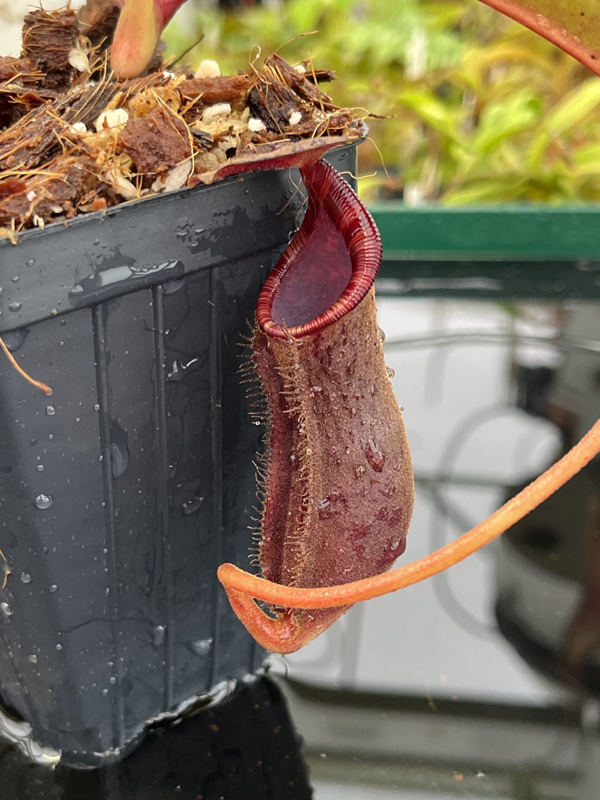 Close Up of Nepenthes boschiana x lowii | Borneo Exotics | BE-4067 | H23040