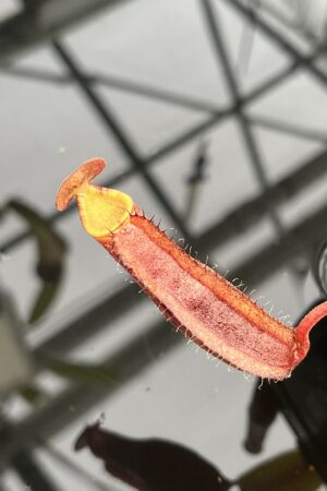 Close Up of Nepenthes boschiana x (lowii x Gothica) 'Warped Peristome' | Florae | Seed Grown | Florae Collaborative | FC-146.00 | IN22889