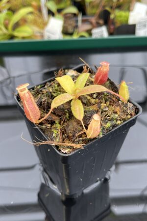 Close Up of Nepenthes boschiana x villosa | Assorted Clones | Florae Collaborative | FC-366 | IN22831