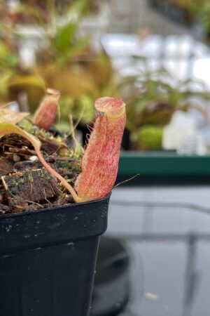 Close Up of Nepenthes boschiana x villosa | Assorted Clones | Florae Collaborative | FC-366 | IN22832