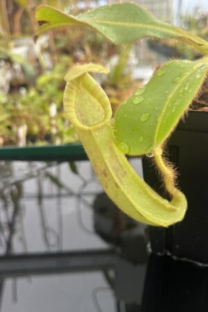 Close Up of Nepenthes chaniana x veitchii | Borneo Exotics | BE-3137 | IN22846