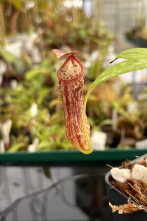 Close Up of Nepenthes copelandii (Mindanao, Philippines) | Andreas Wistuba | AW-01 | IN22854
