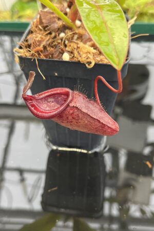 Close Up of Nepenthes densiflora x jamban | Borneo Exotics | BE-4659 | H23037