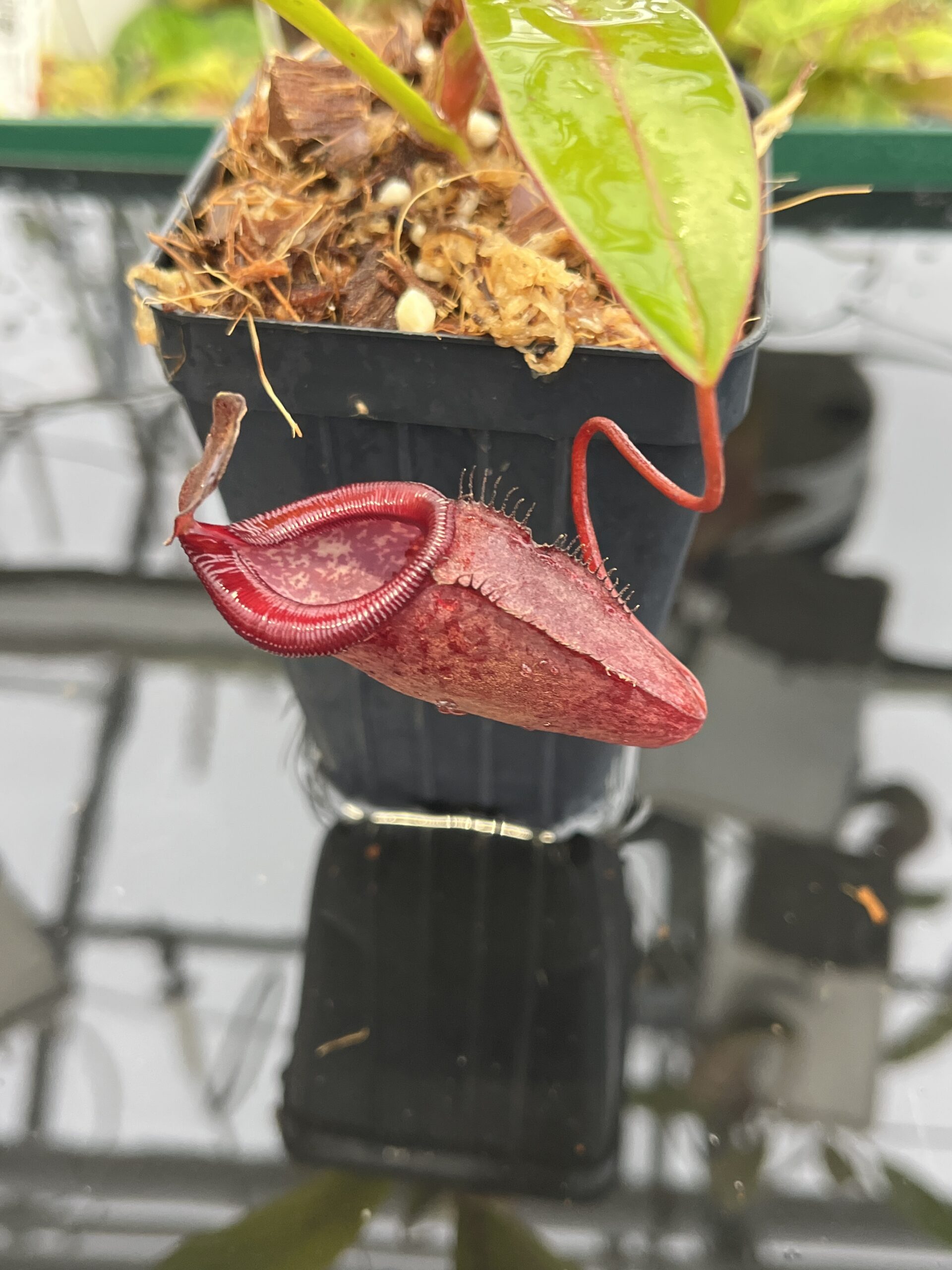 Close Up of Nepenthes densiflora x jamban | Borneo Exotics | BE-4659 | H23037