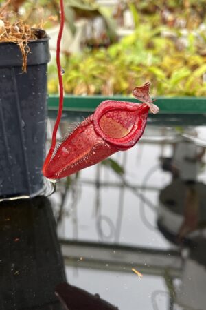 Close Up of Nepenthes densiflora x jamban | Borneo Exotics | BE-4659 | H23038